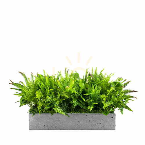 Kontrollera Green Designers Nature Pride konstgjord planteringsinsats 25 × 50 cm
