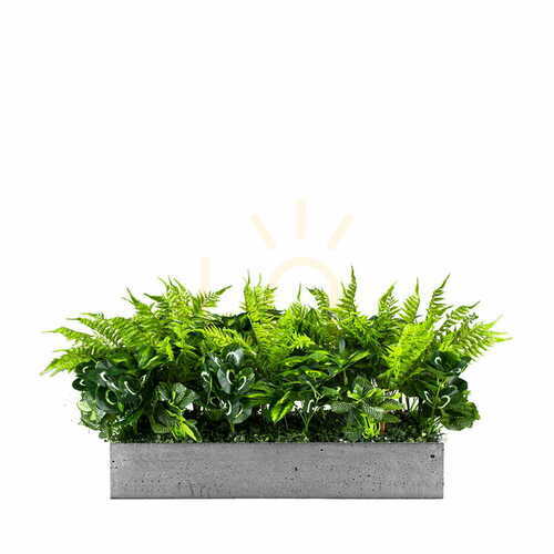 Kontrollera Green Designers Sunshine Spirit krukinsats 25 × 50 cm