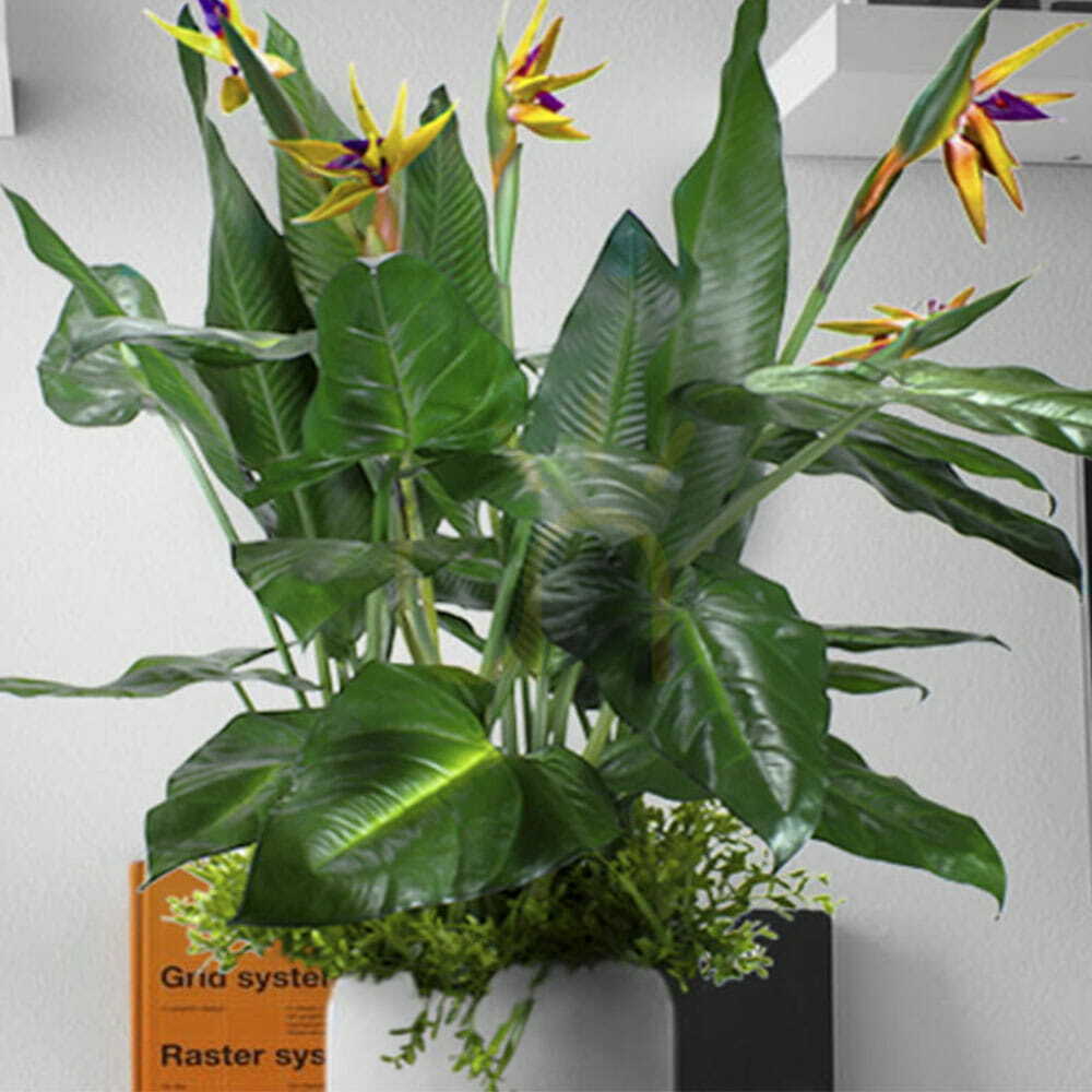 Utsikt Fyllning av krukväxt Paradise Bird Fyllning av krukväxt Paradise Bird