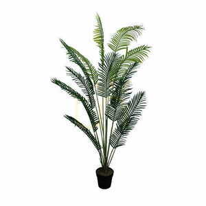 Dekorativ växt Palm Lutescens 200 cm small 0