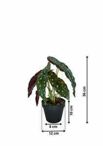 Konstgjord Begonia Korallväxt 36 cm 1 Konstgjord Begonia Korallväxt 36 cm small 1