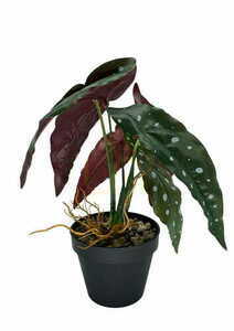 Konstgjord Begonia Korallväxt 36 cm 3 Konstgjord Begonia Korallväxt 36 cm small 3