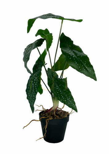 Kontrollera Konstgjord Begonia 35 cm textila blad odlingskruka Green Designers GD 3443