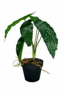 Konstgjord Begonia-växt 26 cm 3 Konstgjord Begonia-växt 26 cm small 3