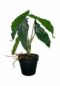 Konstgjord Begonia-växt 26 cm 0 Konstgjord Begonia-växt 26 cm small 0