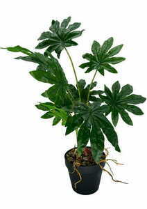 Konstgjord Aralia-växt 55 cm small 2