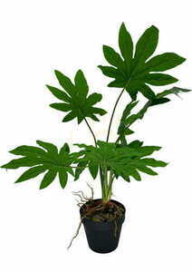 Konstgjord Aralia-växt 55 cm small 3