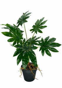 Konstgjord Aralia-växt 55 cm small 0