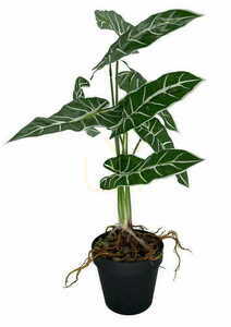 Konstgjord växt Alokazia Amazonica 58 cm. small 2