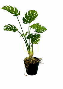 Konstgjord Monstera-växt 53 cm 3 Konstgjord Monstera-växt 53 cm small 3