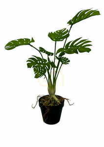 Konstgjord Monstera-växt 53 cm 0 Konstgjord Monstera-växt 53 cm small 0