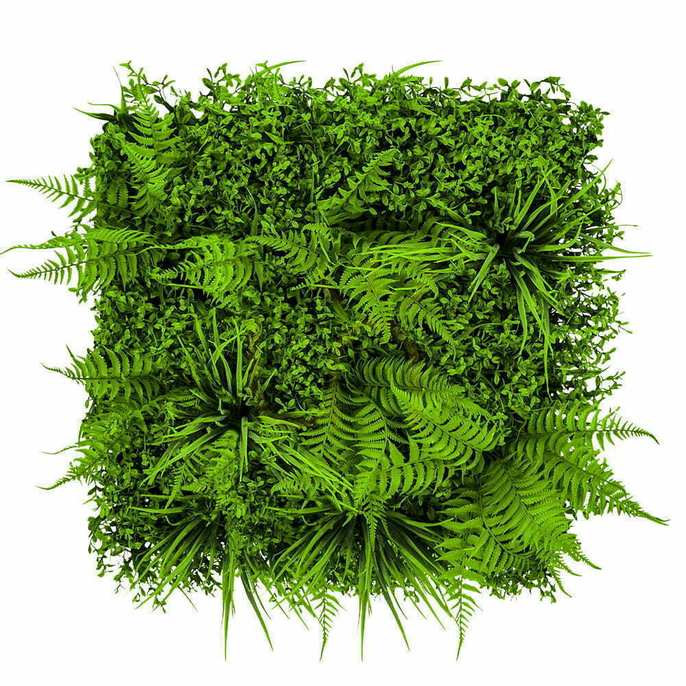 Kontrollera Grön vägg Fern 50x50cm Grön vägg Fern 50x50cm