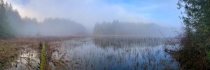 Väggmålning av en sjö i skogen i dimman, Bongripper Pond - Shawnigan - Kanada small 0