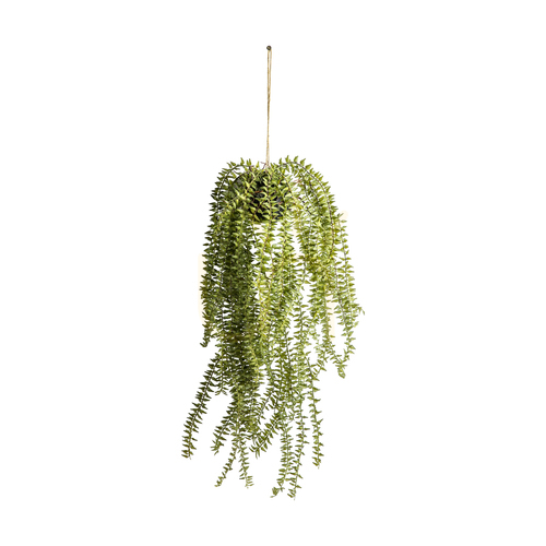 Kontrollera Hängande hästsvanskaktus i kruka grön 58 cm Gallery Direct 5059413399480