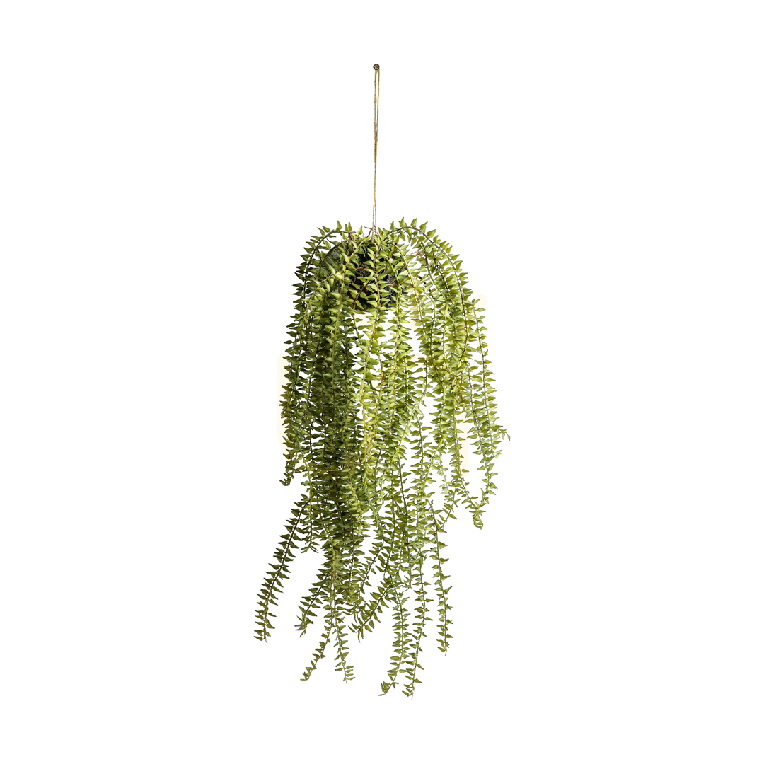 Kontrollera Hängande hästsvanskaktus i kruka grön 58 cm Gallery Direct 5059413399480 Hängande hästsvanskaktus i kruka grön 58 cm Gallery Direct 5059413399480