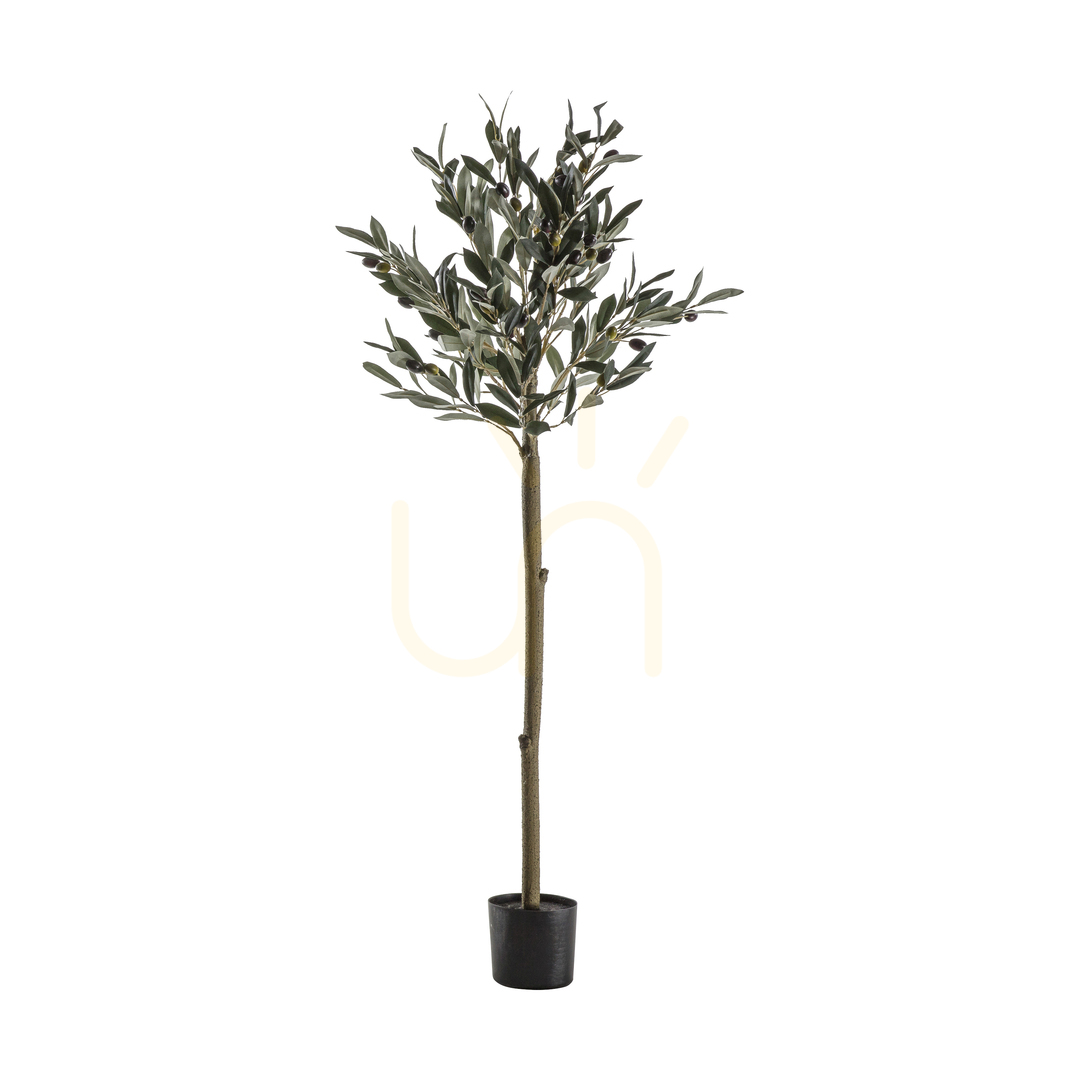 Kontrollera Olivträd medium 121 cm grön Gallery Direct 5059413399831 Olivträd medium 121 cm grön Gallery Direct 5059413399831