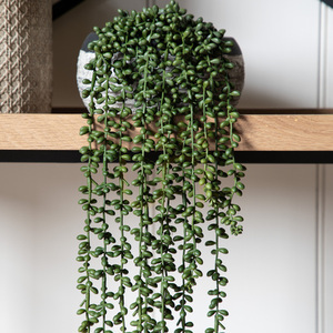 Konstgjord hängväxt String of Pearls Gallery Direct grön 72 cm 2 Konstgjord hängväxt String of Pearls Gallery Direct grön 72 cm small 2