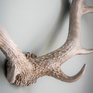 Väggkonst horn vit polyharts 55 cm Bjorn Gallery Direct 5059413395147 small 2
