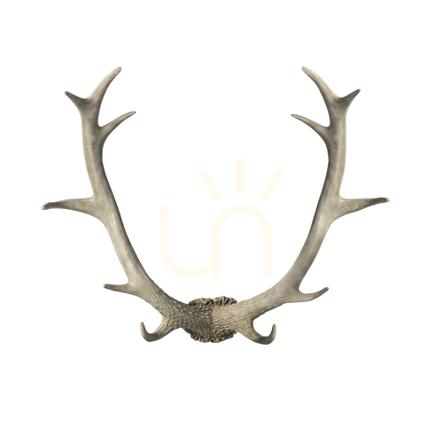 Kontrollera Väggkonst horn vit polyharts 55 cm Bjorn Gallery Direct 5059413395147