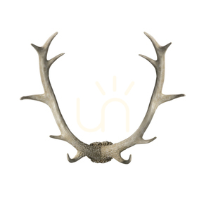 Väggkonst horn vit polyharts 55 cm Bjorn Gallery Direct 5059413395147 small 0
